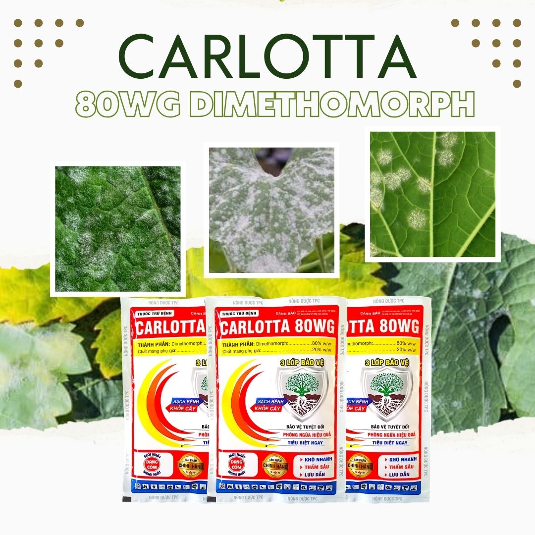 Carlotta 80WG thuốc đặc trị bệnh thán thư trái ớt - đốm trái ớt - thối quả ớt - đốm nâu quả ớt