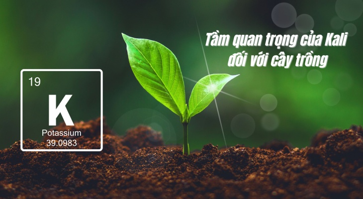 Quá Trình Hấp Thụ và Chuyển Hóa Kali Qua Lá Cây Trồng