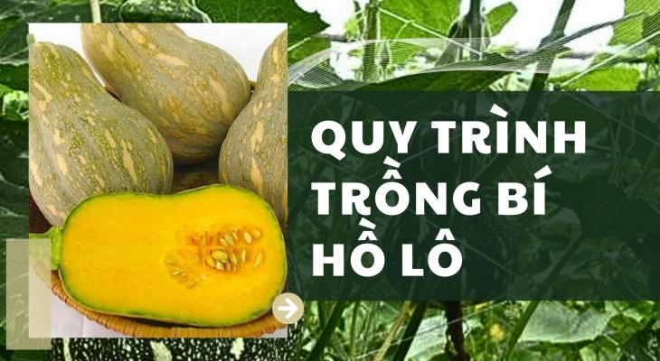 Quy Trình Và Kỹ Thuật Trồng Bí Hồ Lô